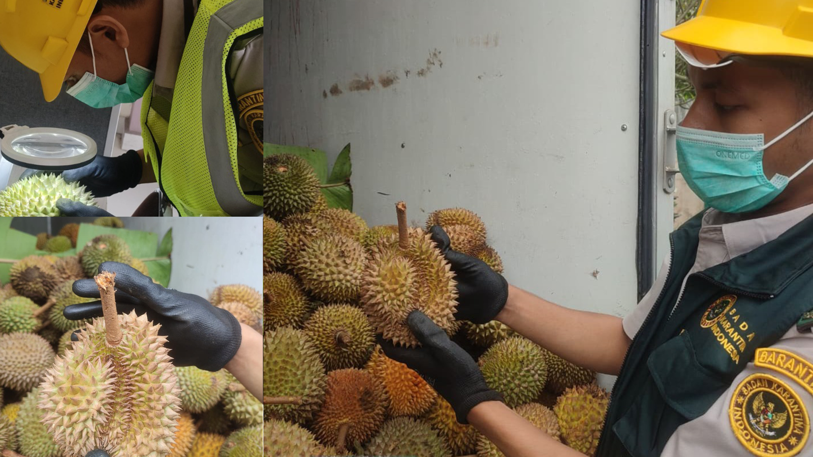 Karantina Siaga: Perketat Pemeriksaan Durian dari Ancaman Kutu Putih