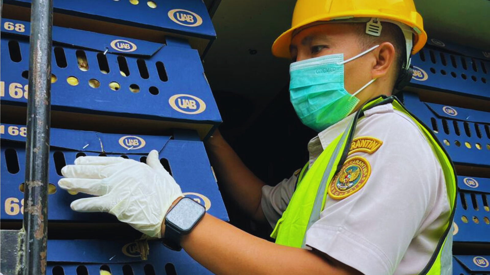 Cukupi Kebutuhan Di Pulau Lombok, DOC Sehat Didatangkan Dari Jawa & Bali