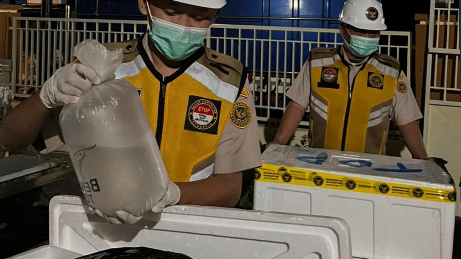 Karantina NTB Pastikan 700 Ribu Benur Vaname Sehat Sebelum Dikirim ke Sulawesi Utara